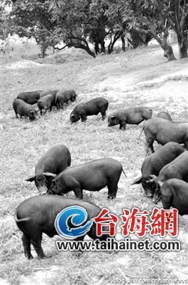 养殖场每日放音乐让猪爬山 生产健康猪肉