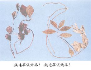 矮地茶混淆品（3）--波叶紫金牛（Boyezijinniu）