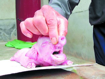 初生小猪状如小象 浑身无毛鼻长耳大