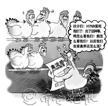 人得流感小鸡“躺着中枪” 家禽业被误伤