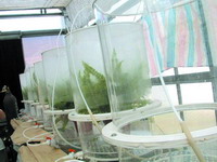 绿植净气最相宜