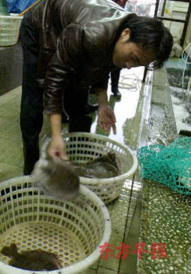 上海抽检30件多宝鱼样品均有药物残留