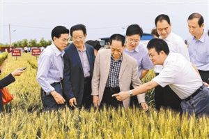 攀登杂交小麦之巅