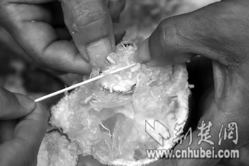 湖北一超市橘中有蛆 该虫隐蔽性强易被误食