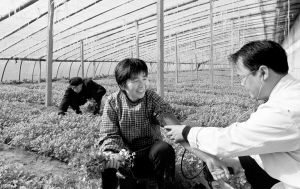 村医进大棚