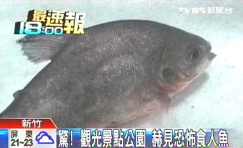 台湾新竹观光景点公园发现食人鱼