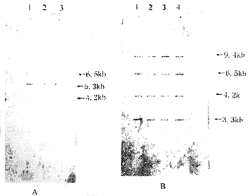 Changes of type I fibroblast growth factor receptor gene during development