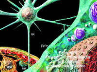 科学家破解朊病毒错误折叠之谜