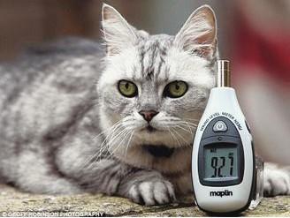 宠物猫发出超大呼噜声可能创世界纪录