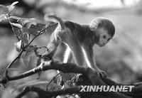 社会地位影响猕猴基因表达