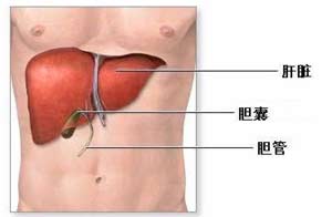 脂肪肝预示的五种危险