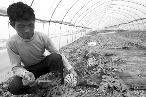 大西瓜每只150斤卖价万余元