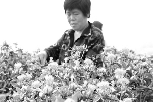 药农采药忙