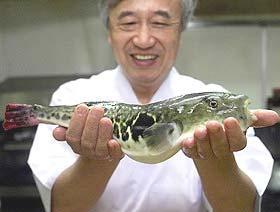 12种易引起中毒的美食之：河豚