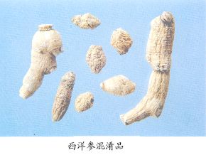 西洋参混淆品--生晒参（Shengshaishen）