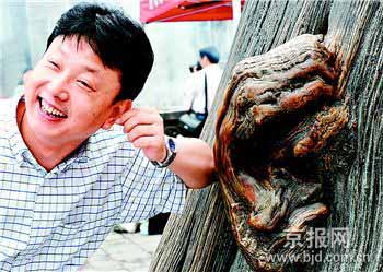 900年古柏树干长出酷似人耳的疤结