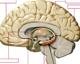 研究发现文化会影响大脑活跃程度