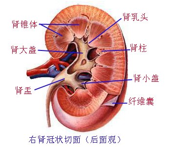 右肾冠状节切面（后面观）