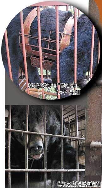 网友卧底4年偷拍熊场取胆铁马甲使用依旧普遍