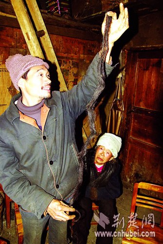山民捡到1.4米长黑龙须菌酷似毛发