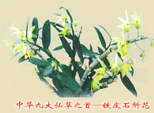 铁皮石斛