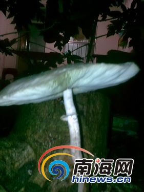 巨型蘑菇长20厘米重300克