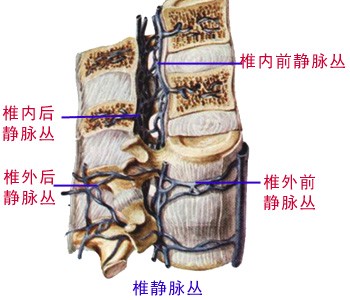 椎静脉丛