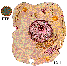 动态演示HIV病毒