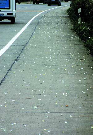 数万菜粉蝶持续数天公路边集体死亡