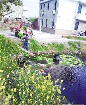 网帖曝菜农在臭水坑泡芹菜以增重