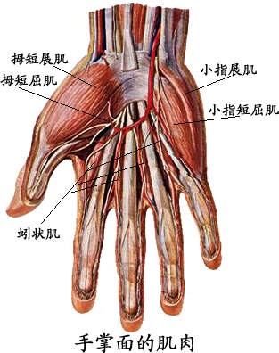手掌面肌肉