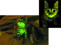 荧光猫对抗“猫艾滋”