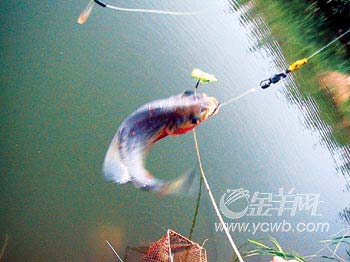 鱼塘变死塘飞鸟不敢停 满塘食人鲳吓跑鱼塘主