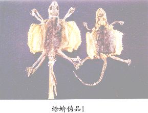 蛤蚧伪品（1）--壁虎（Bihu）