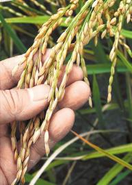 科研人员称转基因水稻收获后除实验全销毁