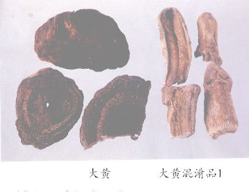 大黄混淆品（1）--河套大黄（Hetaodaihuang）