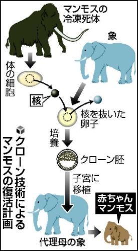 日本一科研团队拟借助克隆技术复活猛犸象