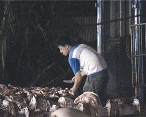 深圳13家私宰场扎堆日产数十万斤病死猪肉