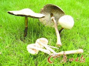 山东“夺命蘑菇”为淡玫红鹅膏菌 白云山有7种毒菇
