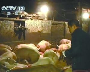 农业部：瘦肉精暴露抽检漏洞 监管链条存在缺陷