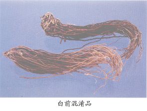 白前混淆品--白薇（Baiwei）