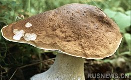墨西哥发现全世界最大蘑菇 高度达1.75米