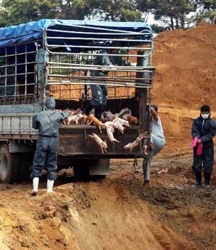 蒙古国与中国接壤两省发生口蹄疫 开始宰杀病畜
