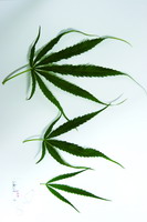 中科院版纳植物园育成两个汉麻新品种