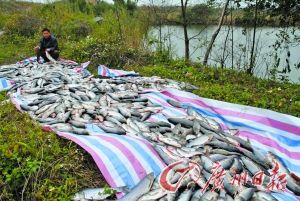 男子所承包80亩鱼塘遭投毒 拒绝出售毒死鱼