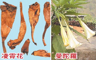 曼陀罗像凌霄花 台湾药房出错致民众中毒