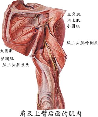 肩及上壁后面肌肉