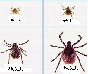 诊断重病史 治疗分类型