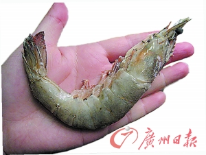 网友自称买回“注胶虾” 专家：胶体为虾内鞣质