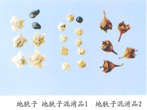 地肤子（Difuzi）Fructus Kochiae